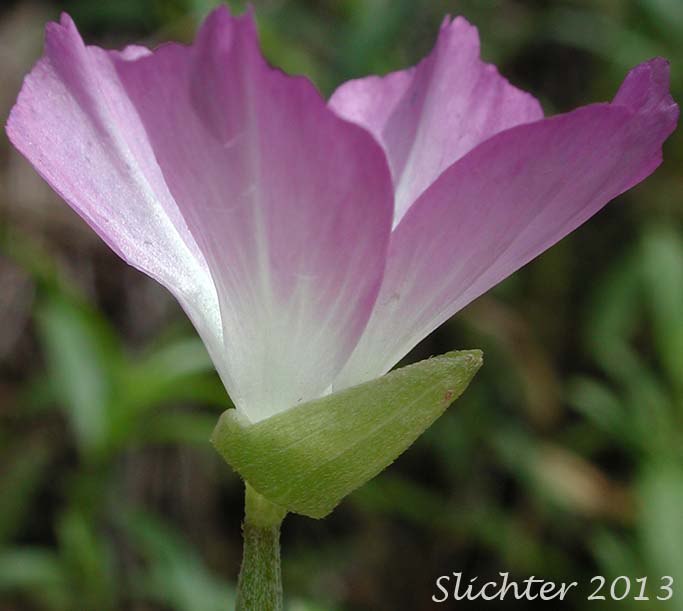 Lindley's Clarkia, Farewell to Spring, Herald-of-summer, Yellow Clarkia: Clarkia amoena var. lindleyi (Synonym: Clarkia amoena ssp. lindleyi)